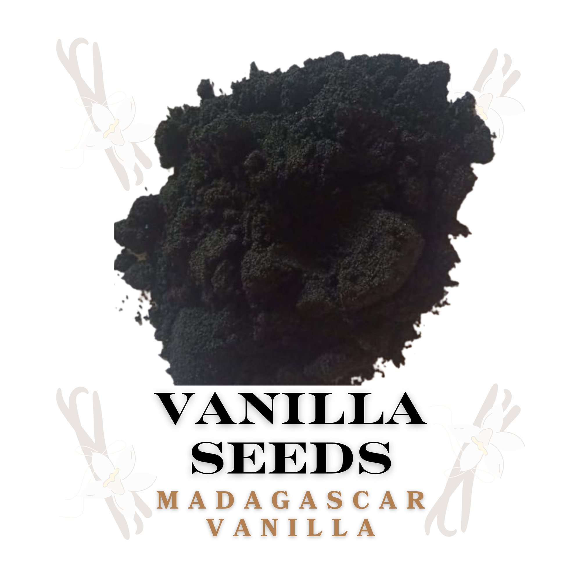 Vanilla Seeds (2)