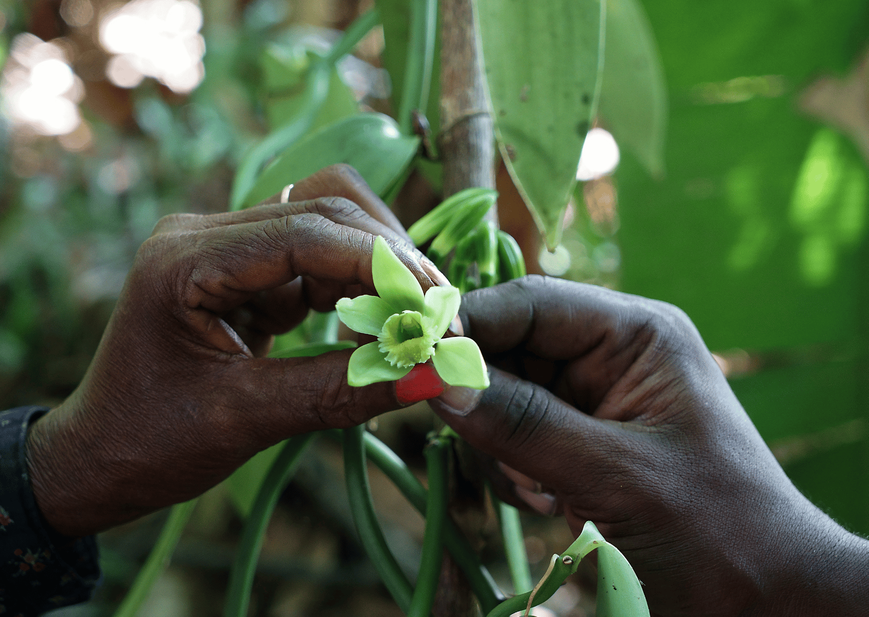 madagascar-exportateur-vanille