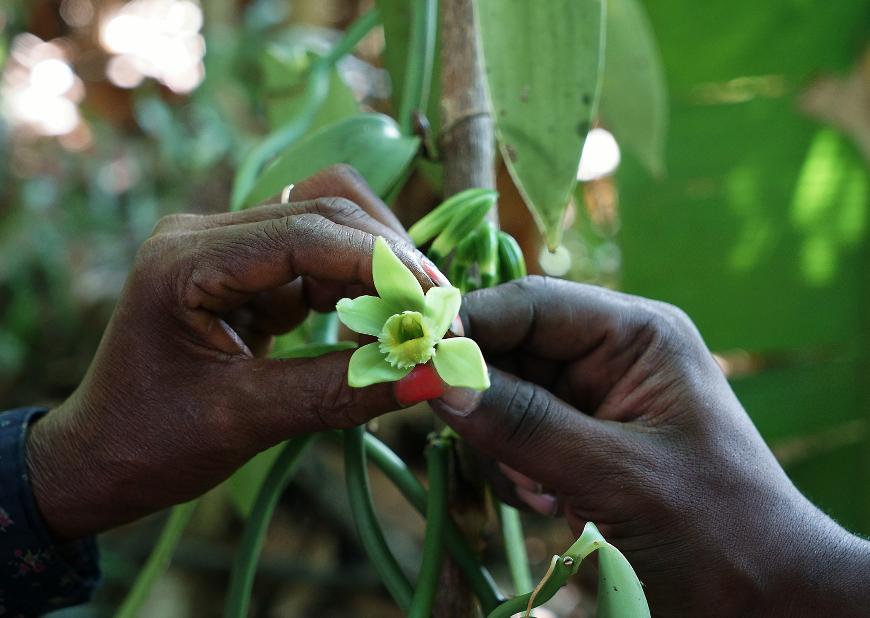 Artificial Pollination